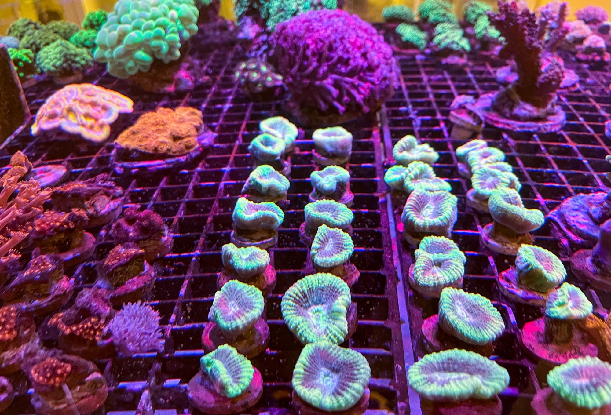 Colourful coral in aquarium