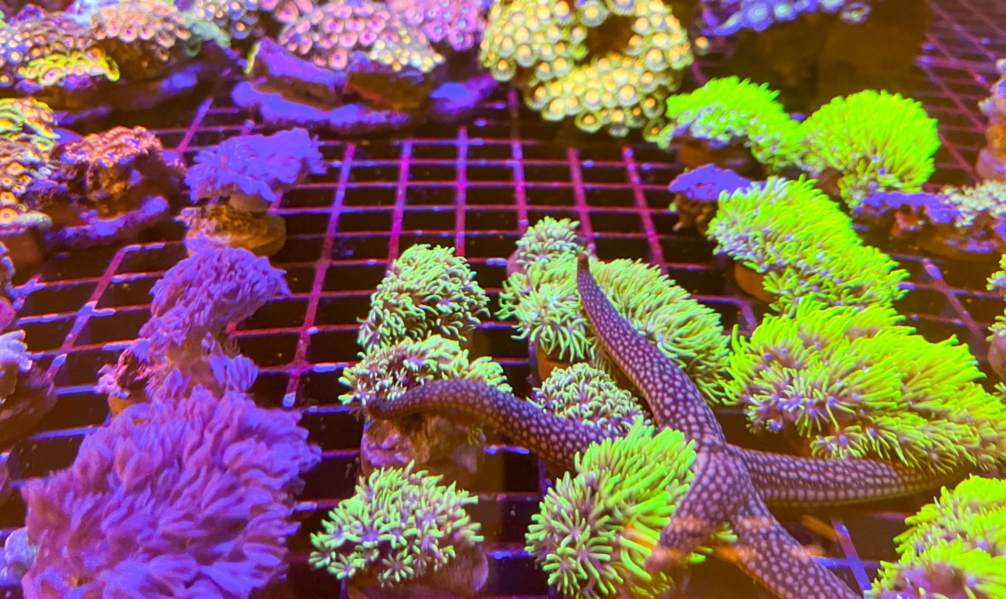 Colourful coral in aquarium with star fish