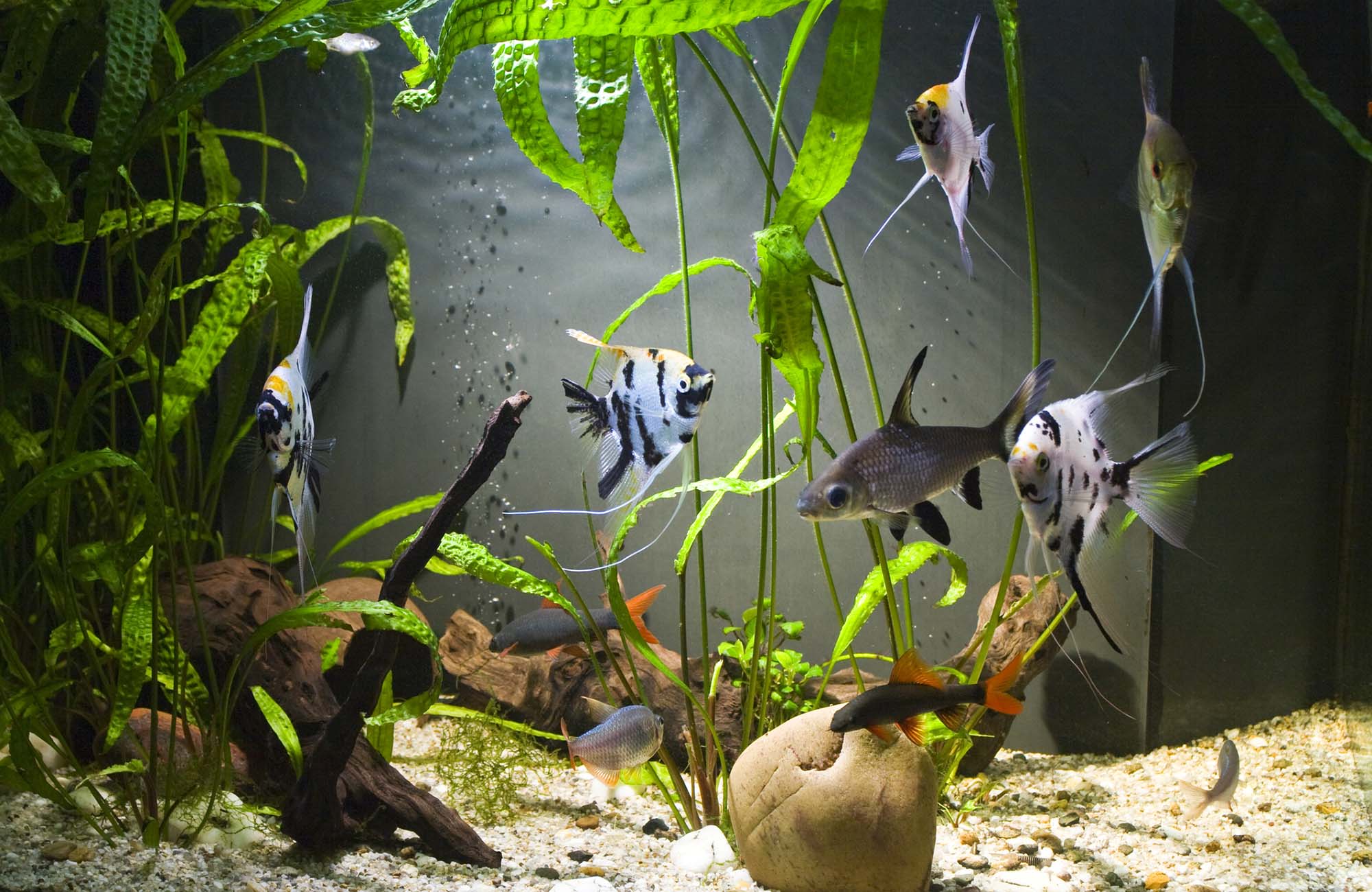 Tropical freshwater aquarium with colourful fish and green plants