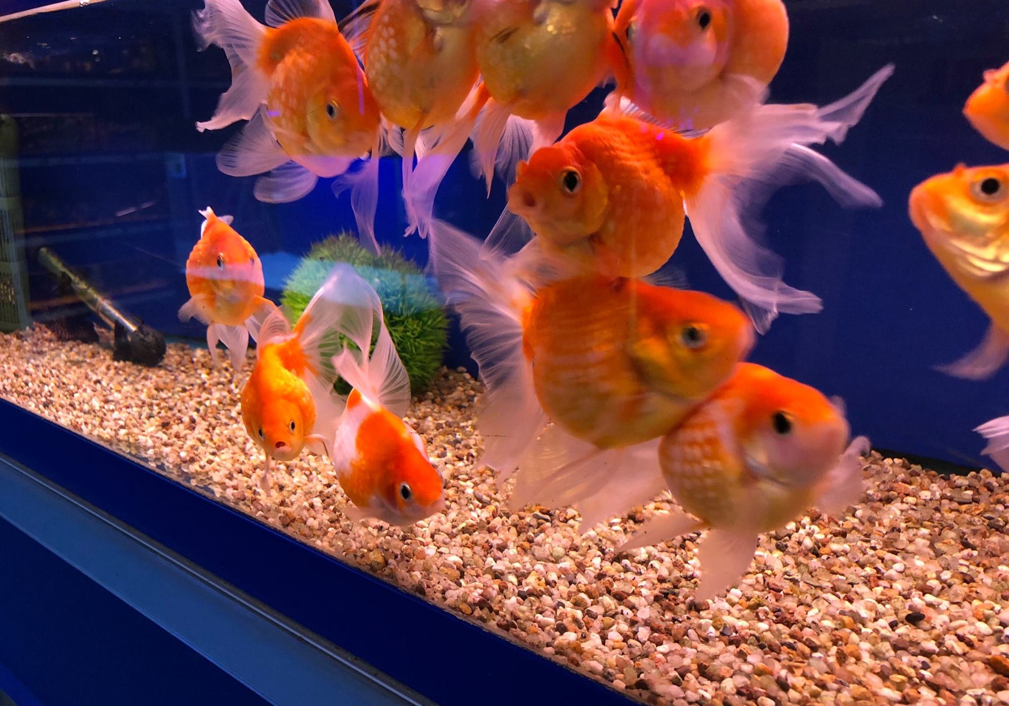 Fat gold fish in tank