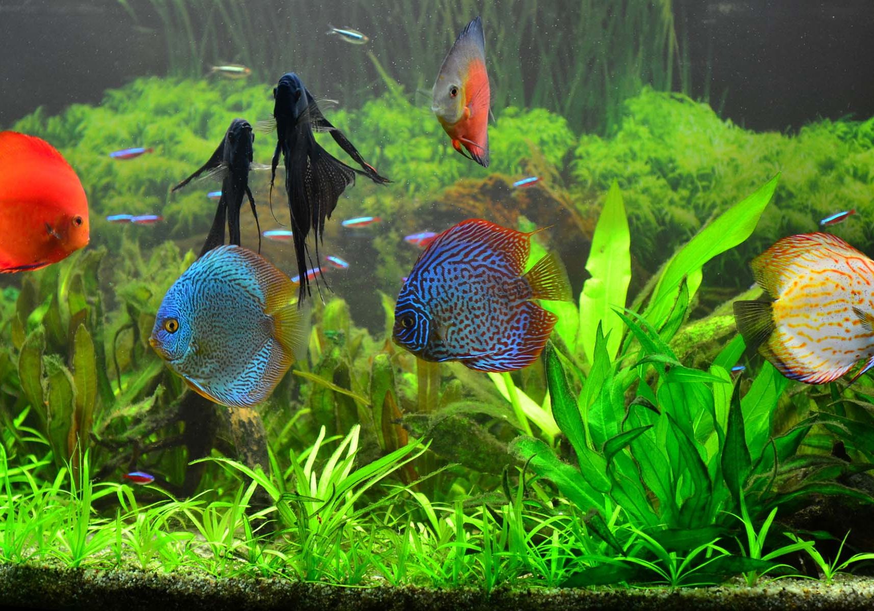Exotiv fish species and plants for a beautiful home live jewel