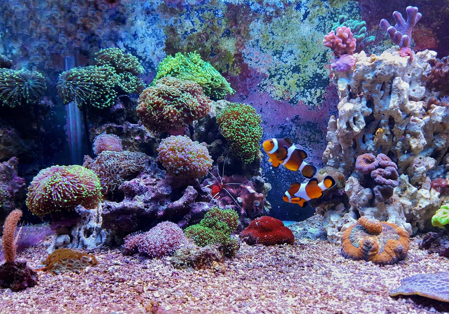 Coral reef aquarium tank at home place